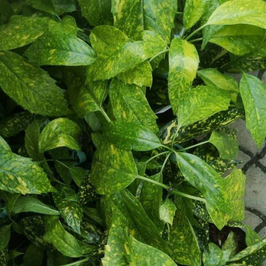 Aucuba japonica Crotonifolia - Japán tarka babérsom Aucuba japonica Crotonifolia - Japán tarka babérsom