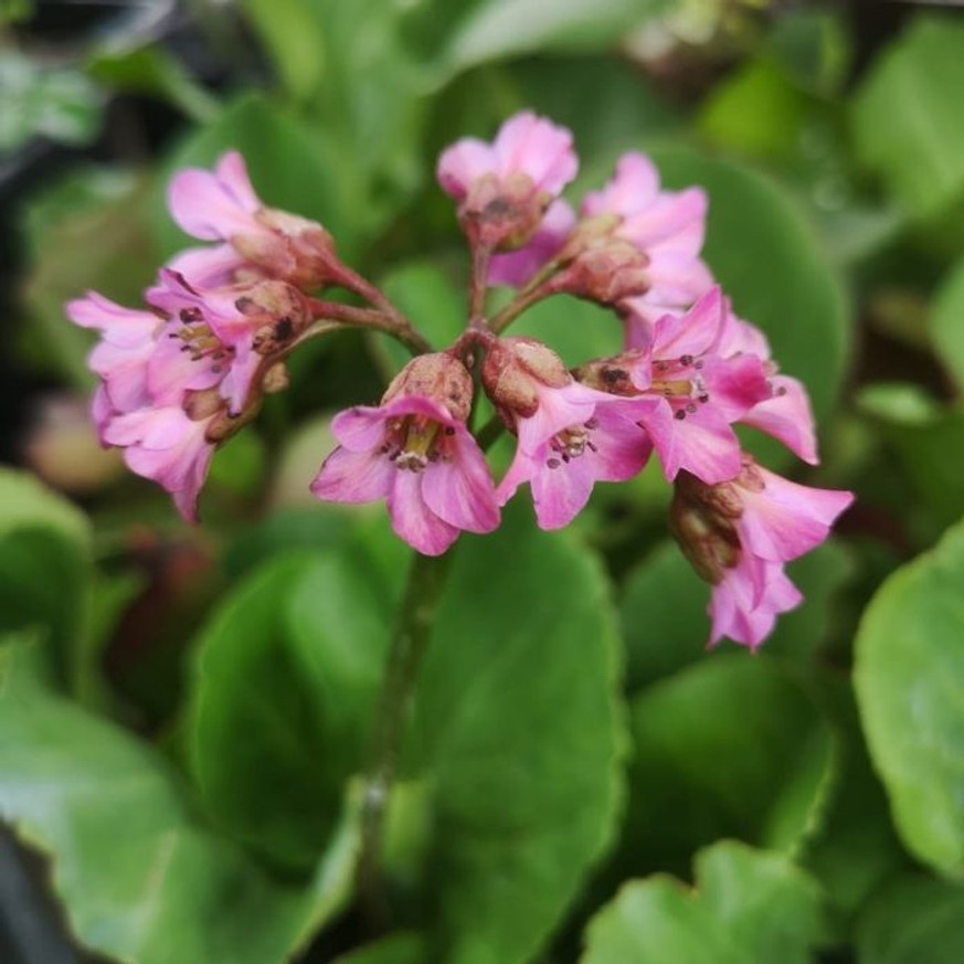 Bergenia cordifolia CS9 - Vaskoslevelű bőrlevél