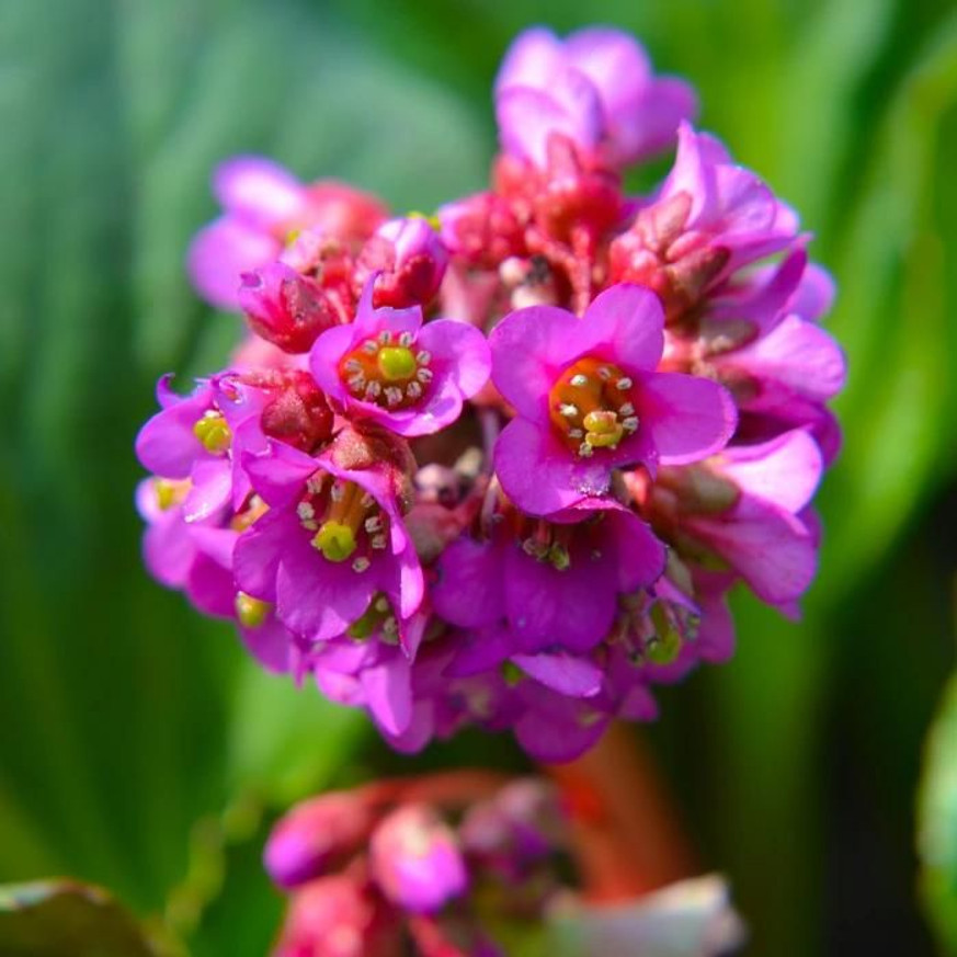 Bergenia cordifolia CS9 - Vaskoslevelű bőrlevél