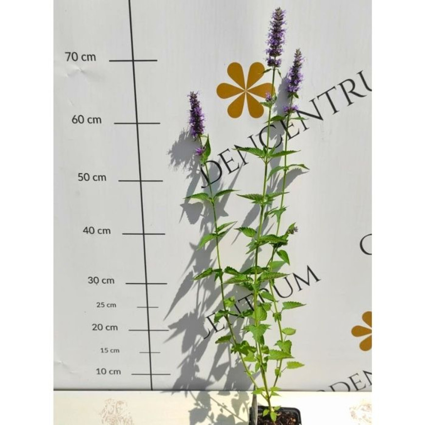 Agastache sp. - Kék virágzatú izsópfű Agastache sp. - Kék virágzatú izsópfű