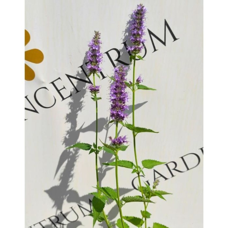 Agastache sp. - Kék virágzatú izsópfű Agastache sp. - Kék virágzatú izsópfű