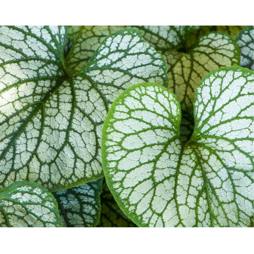 Brunnera sp - Tarka kaukázusi nefelejcs Brunnera sp - Tarka kaukázusi nefelejcs