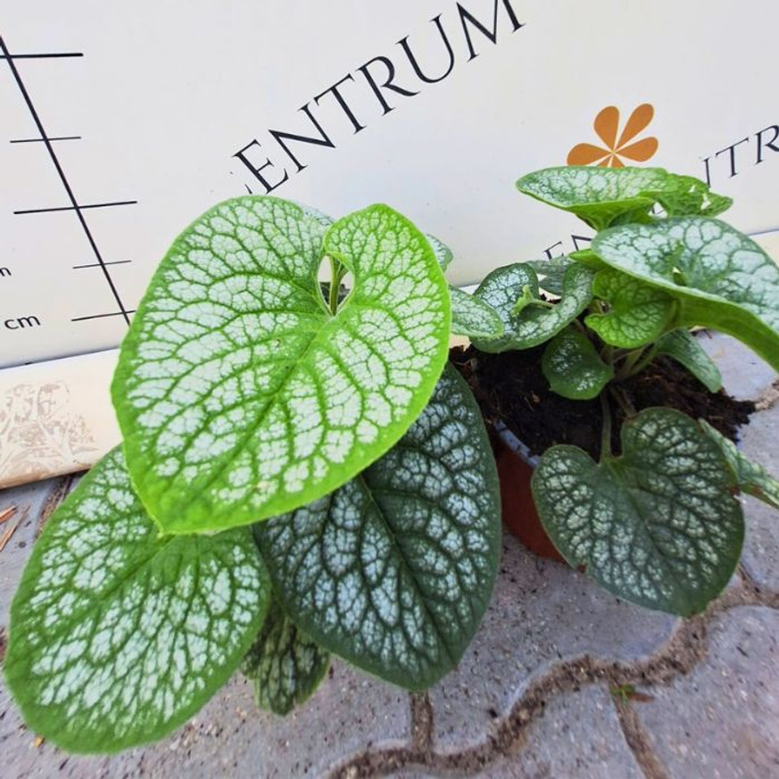 Brunnera sp - Tarka kaukázusi nefelejcs Brunnera sp - Tarka kaukázusi nefelejcs