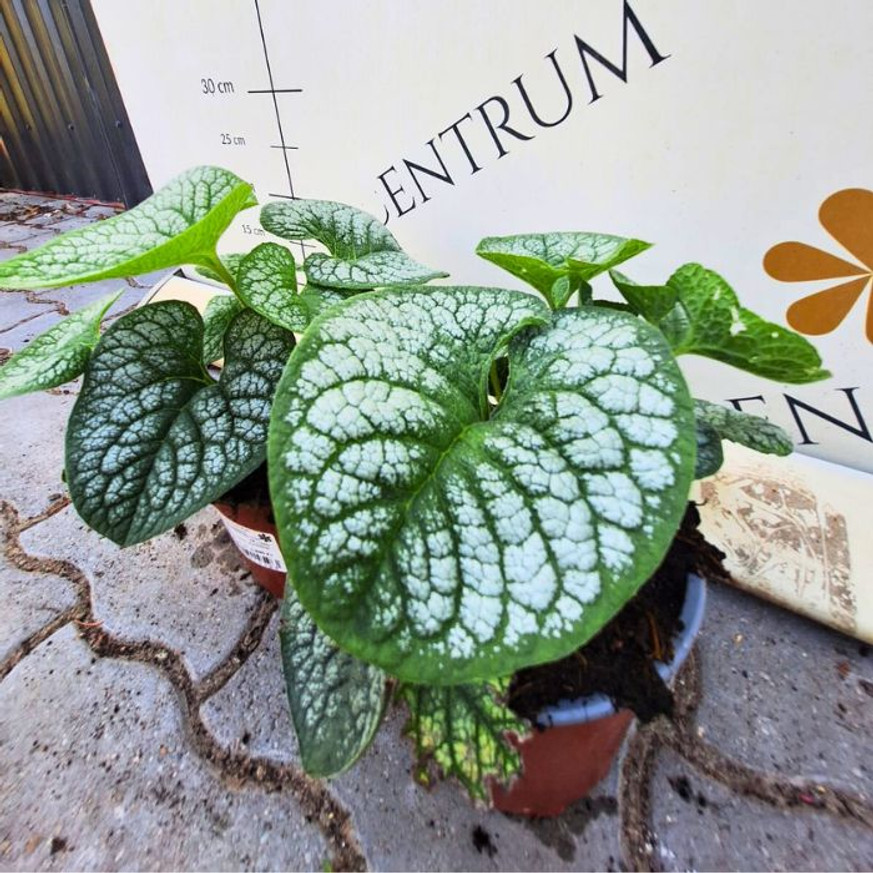Brunnera sp - Tarka kaukázusi nefelejcs Brunnera sp - Tarka kaukázusi nefelejcs