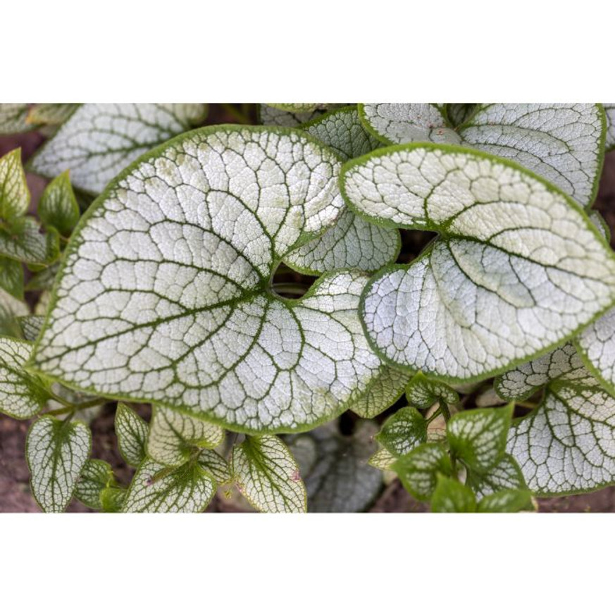 Brunnera macrophylla Silver Heart CS15 - Ezüstlevelű nefelejcs Brunnera macrophylla Silver Heart CS15 - Ezüstlevelű nefelejcs