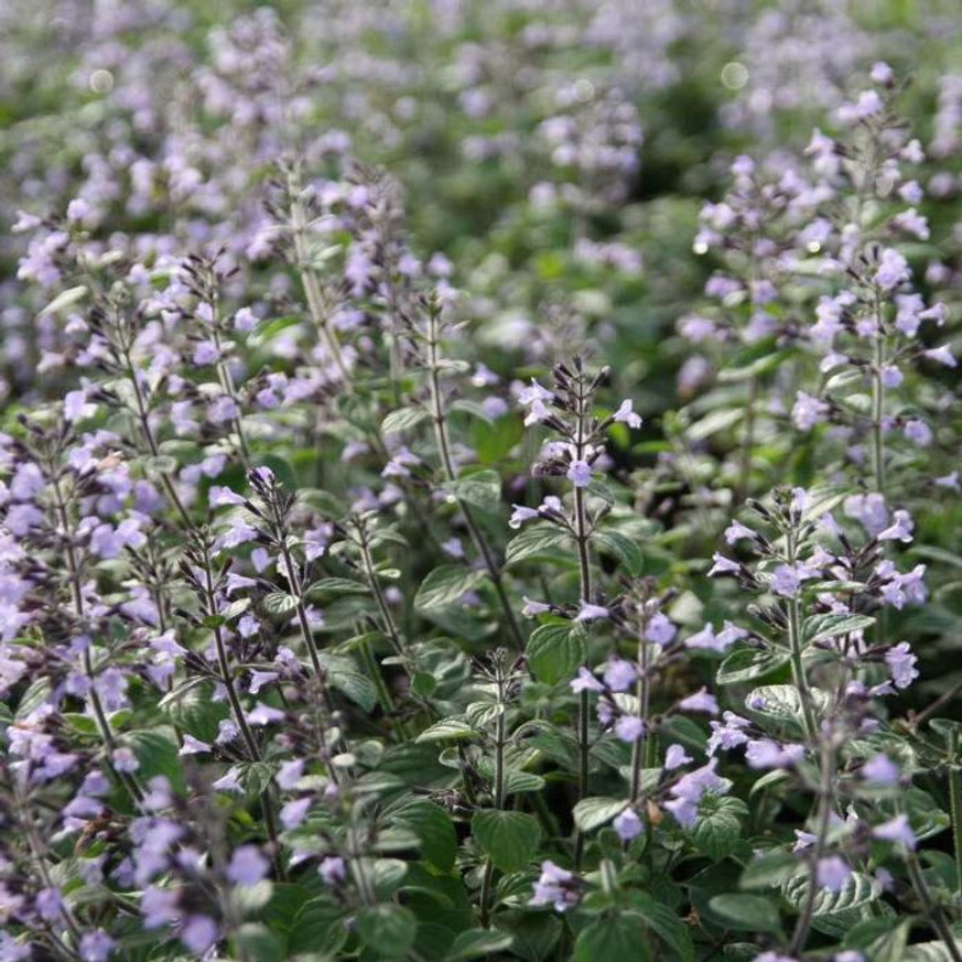 Calamintha nepeta Blue Cloud - Mirigyes pereszlény