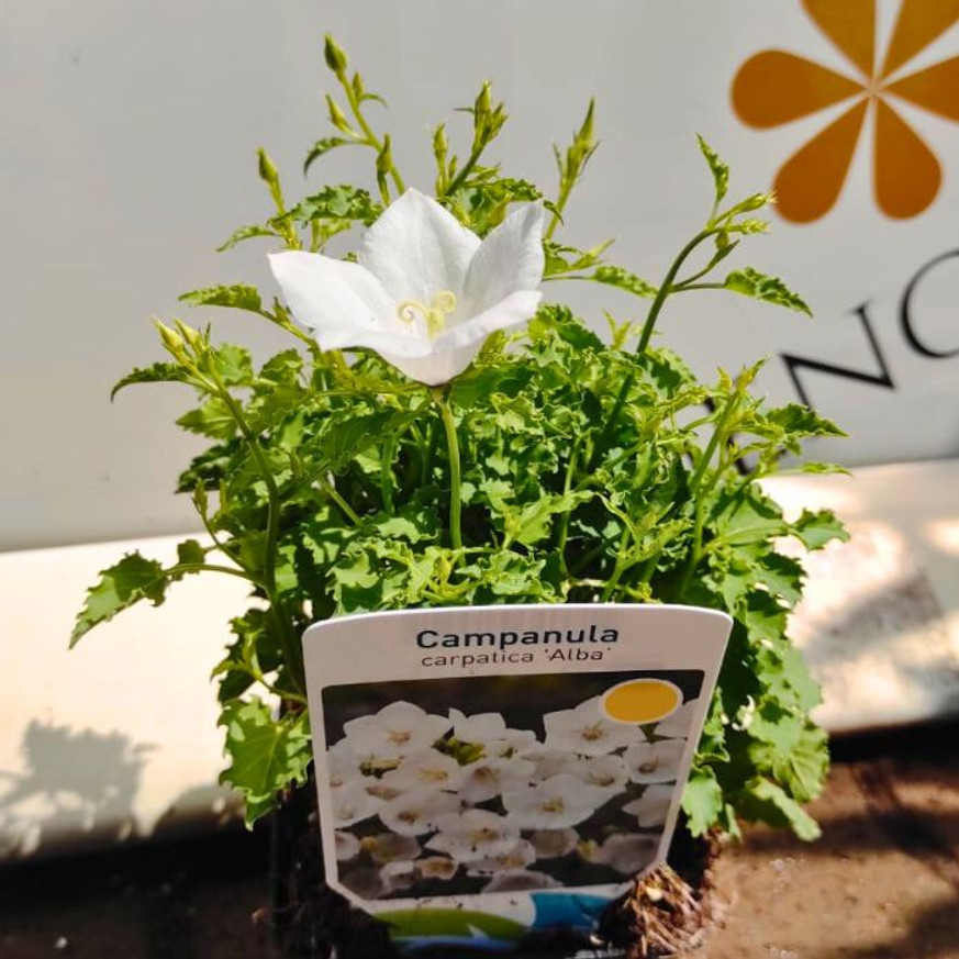 Campanula carpatica - Fehér kárpáti harangvirág Campanula carpatica - Fehér kárpáti harangvirág
