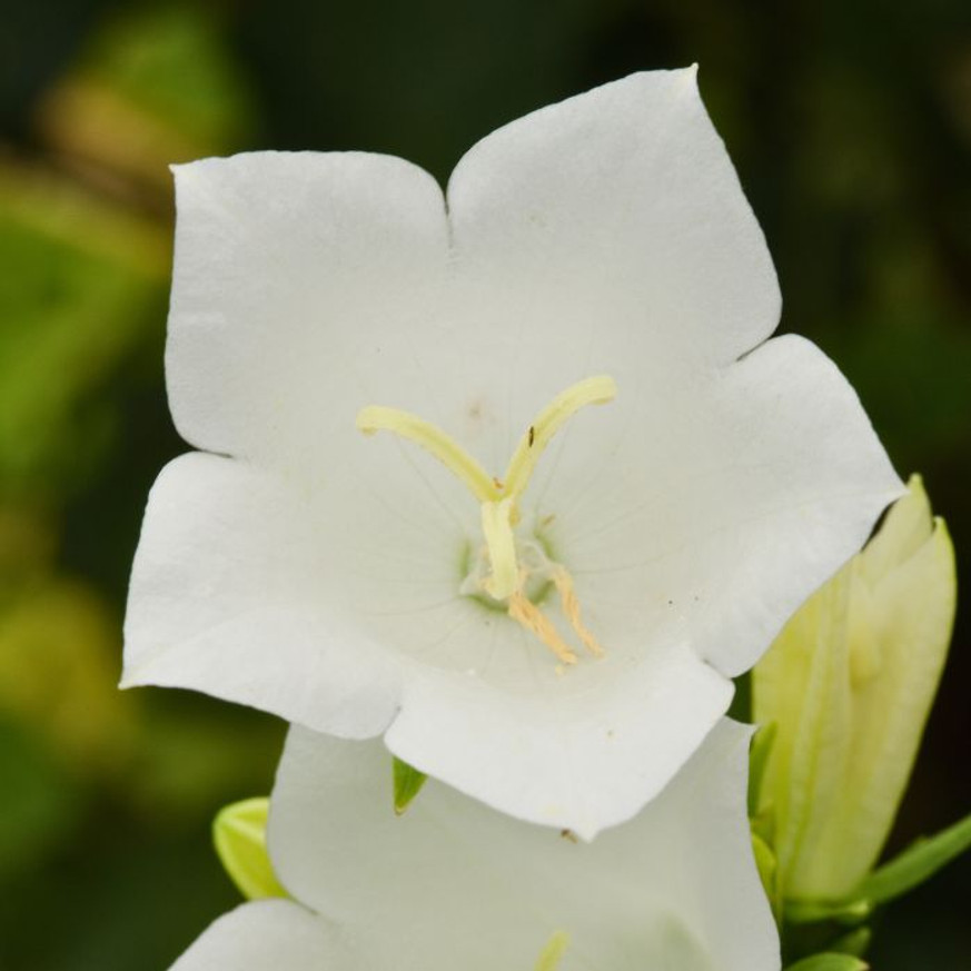 Campanula persicifolia Takion White - Baracklevelű harangvirág