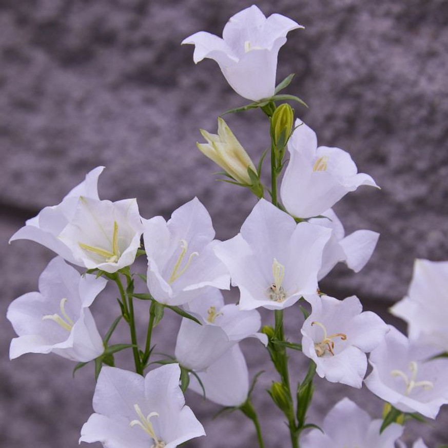 Campanula persicifolia Takion White - Baracklevelű harangvirág