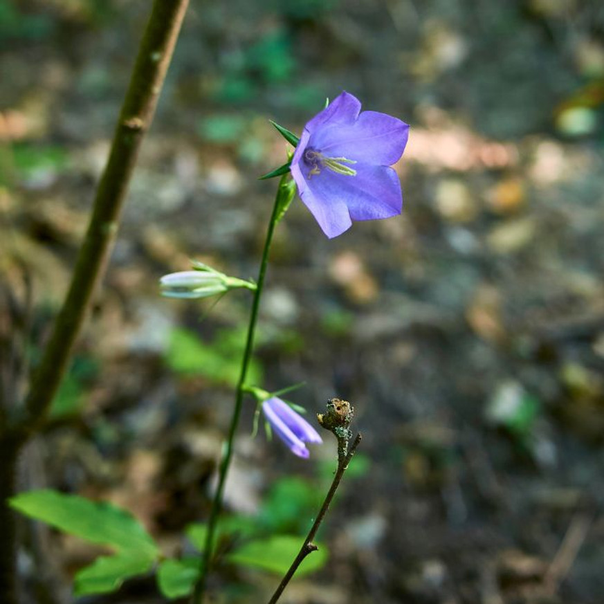 Campanula persicifolia Coerulea - Baracklevelű harangvirág