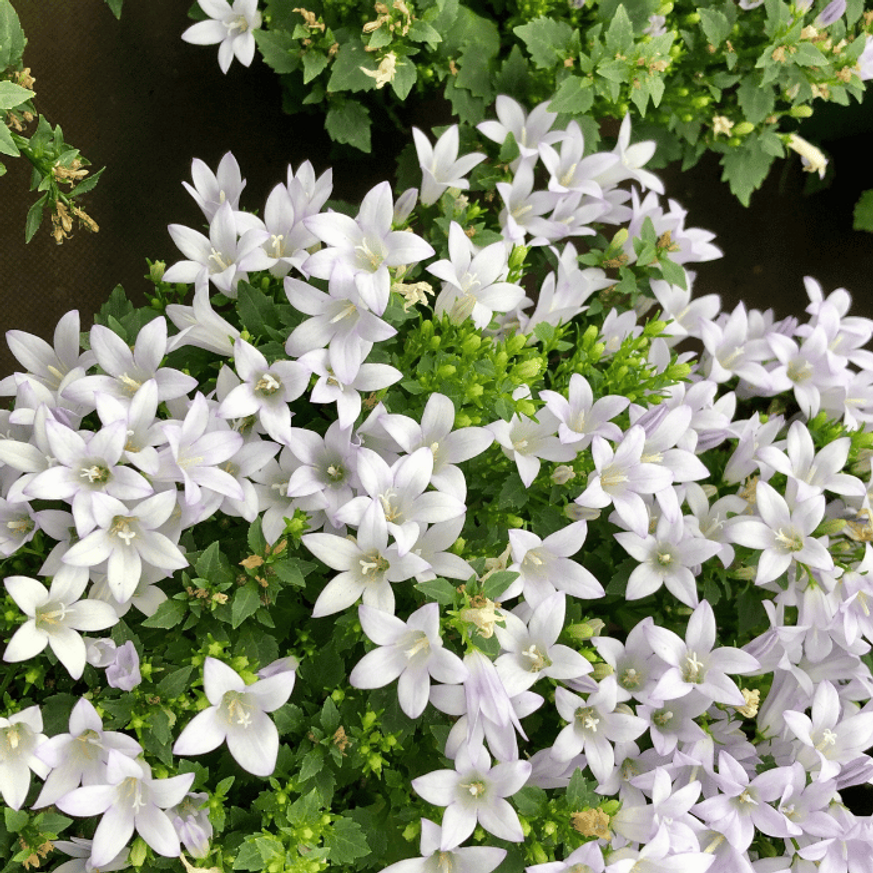 Campanula carpatica - Fehér kárpáti harangvirág Campanula carpatica - Fehér kárpáti harangvirág