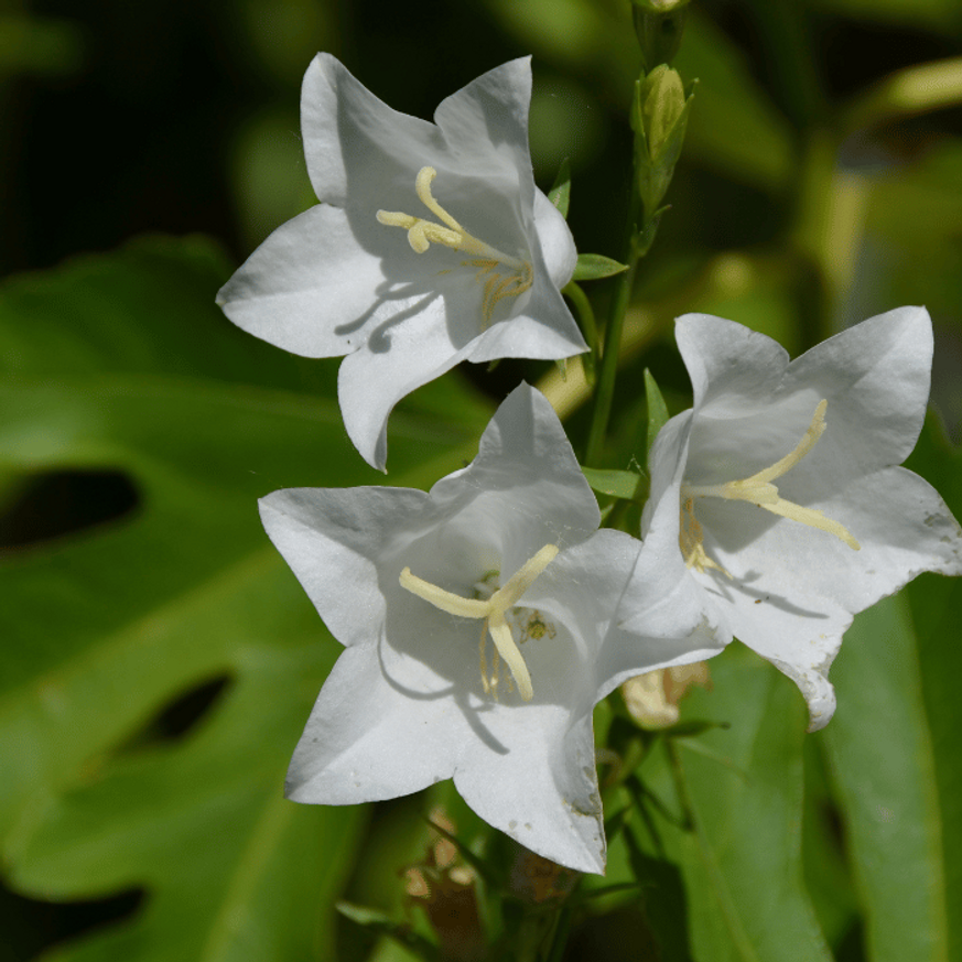Campanula carpatica - Fehér kárpáti harangvirág Campanula carpatica - Fehér kárpáti harangvirág