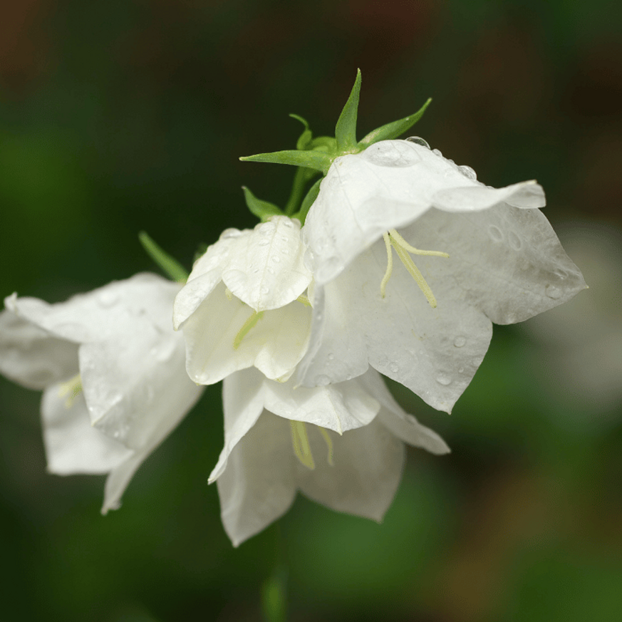 Campanula carpatica - Fehér kárpáti harangvirág