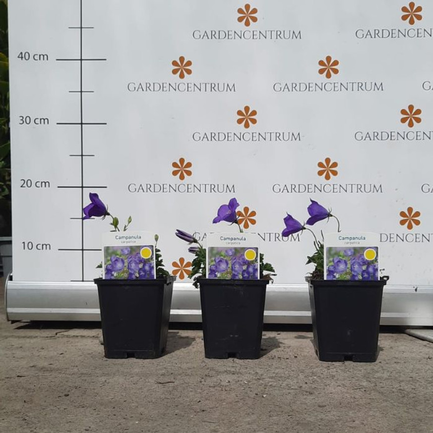 Campanula carpatica CS9 - Kék kárpáti harangvirág Campanula carpatica CS9 - Kék kárpáti harangvirág