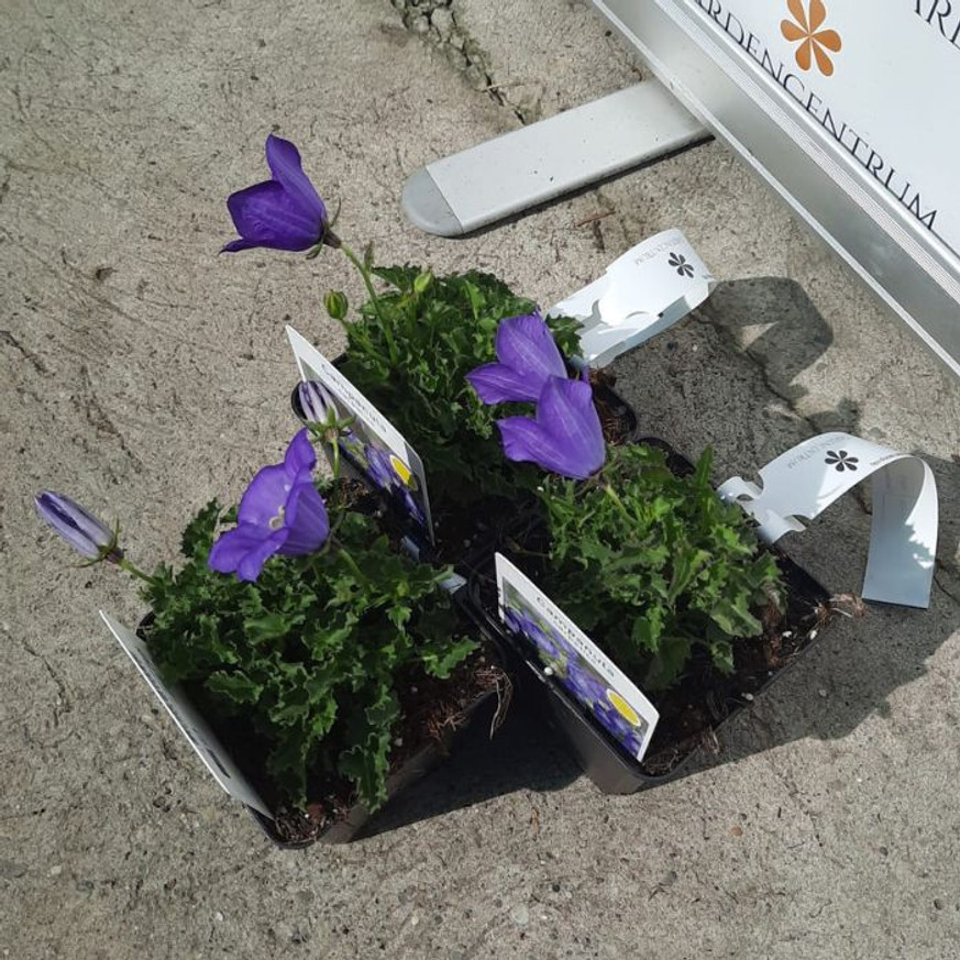 Campanula carpatica CS9 - Kék kárpáti harangvirág Campanula carpatica CS9 - Kék kárpáti harangvirág