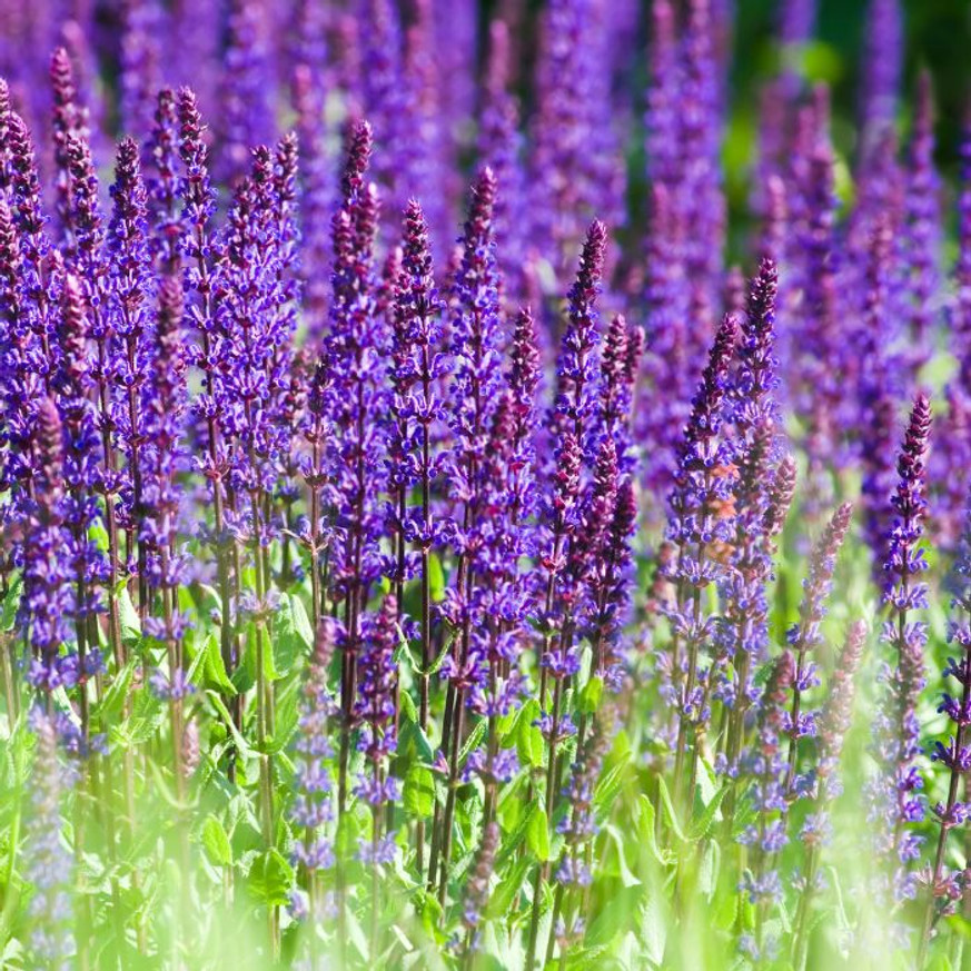 Salvia nemorosa Caradonna - Ligeti Zsálya Salvia nemorosa Caradonna - Ligeti Zsálya