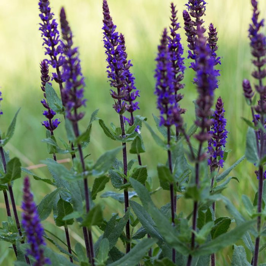 Salvia nemorosa Caradonna - Ligeti Zsálya Salvia nemorosa Caradonna - Ligeti Zsálya