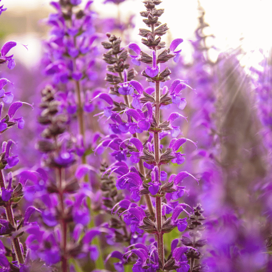 Salvia nemorosa Caradonna - Ligeti Zsálya