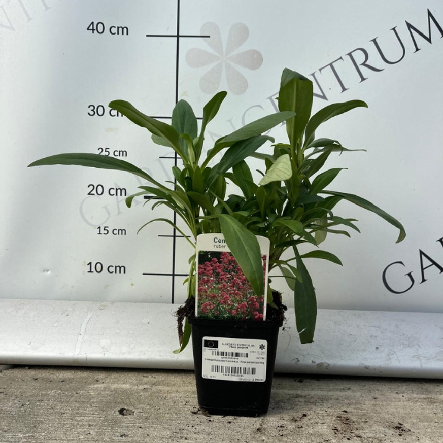 Centranthus ruber Coccineus - Piros sarkantyúvirág