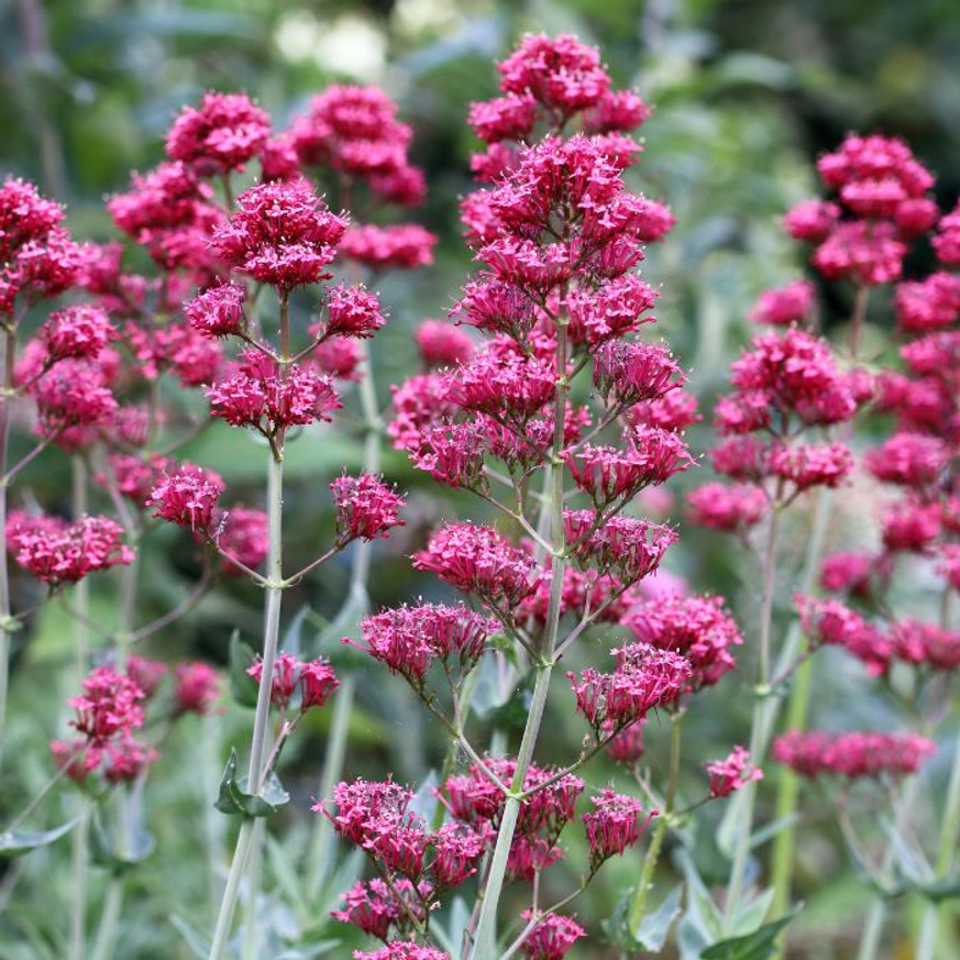 Centranthus ruber Coccineus - Piros sarkantyúvirág