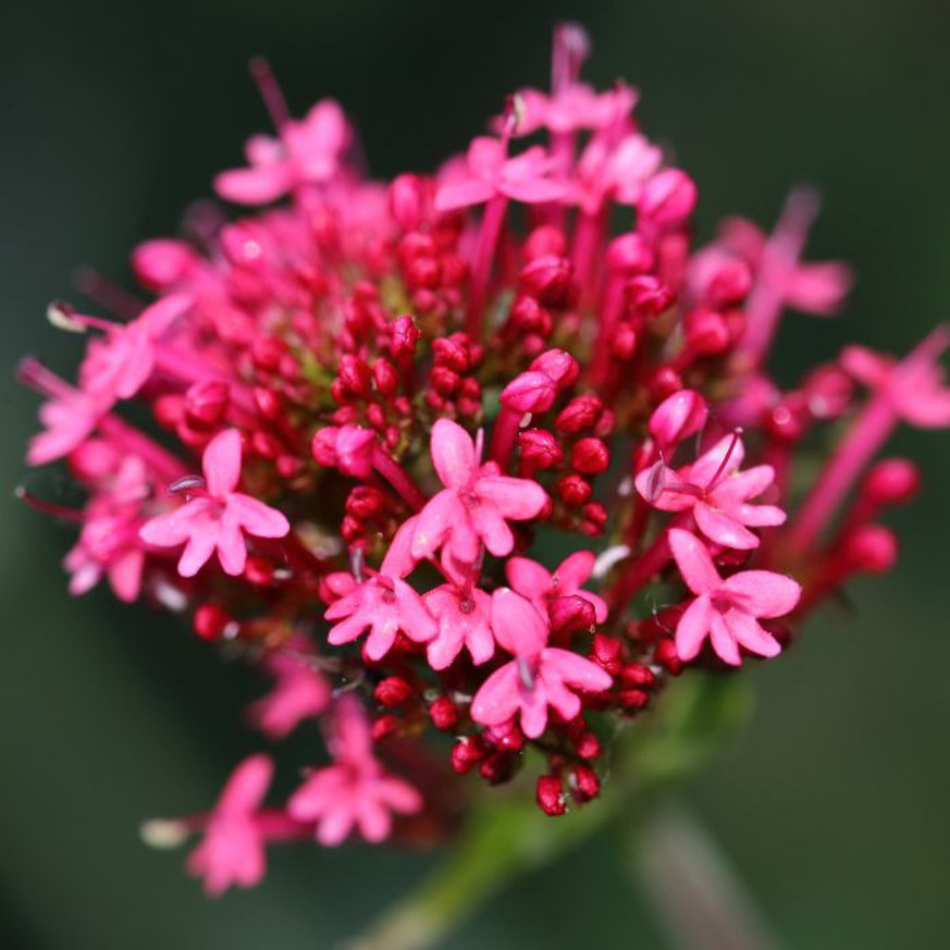 Centranthus ruber Coccineus - Piros sarkantyúvirág