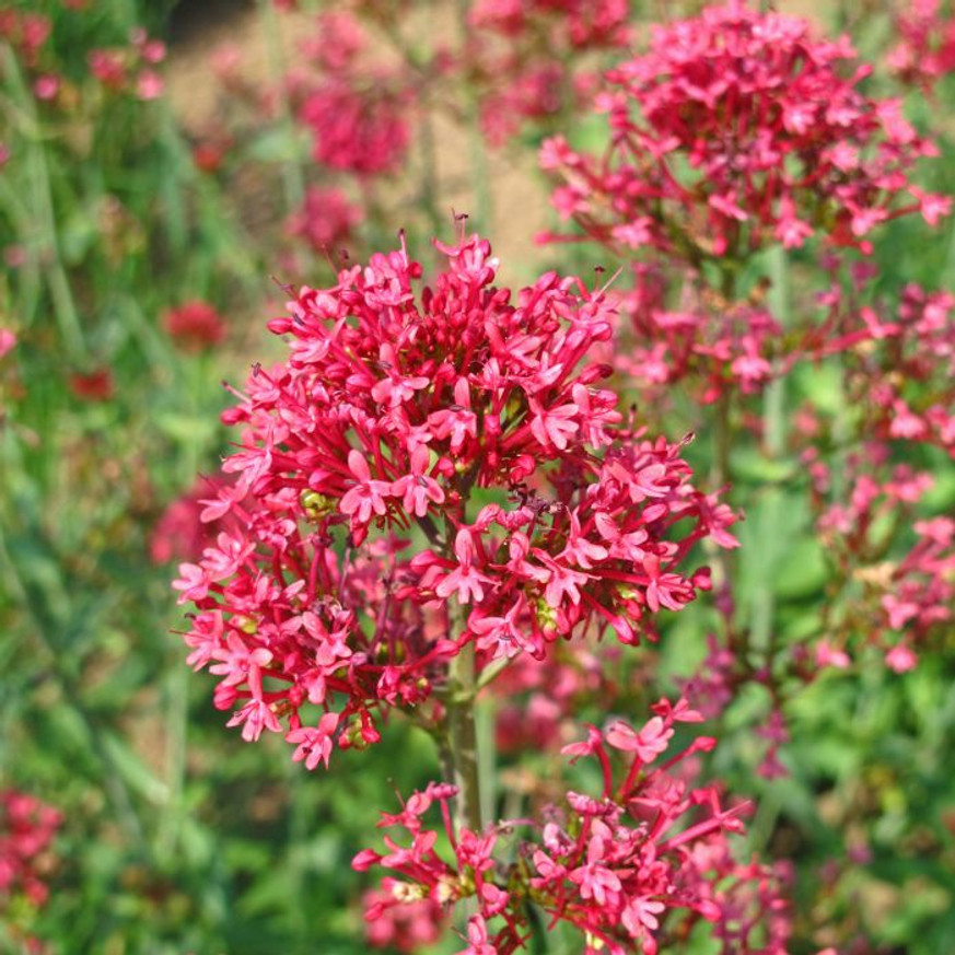 Centranthus ruber Coccineus - Piros sarkantyúvirág