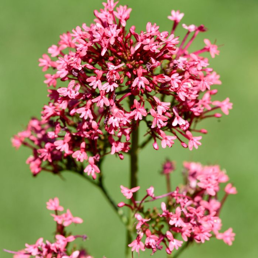 Centranthus ruber Coccineus - Piros sarkantyúvirág