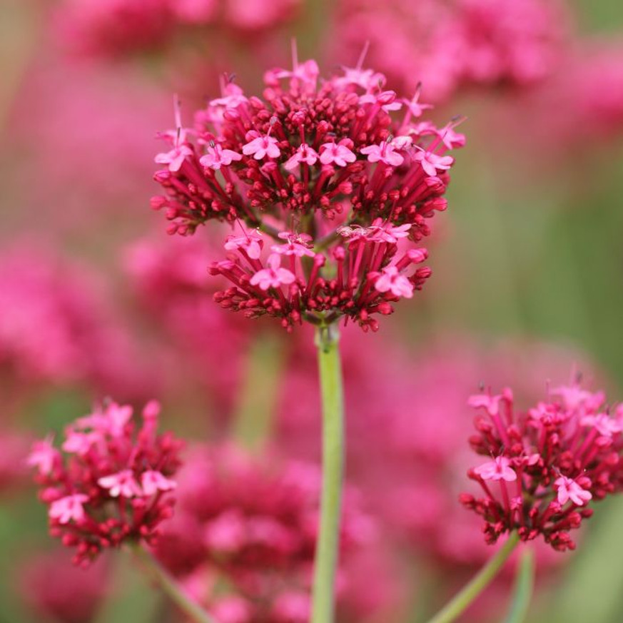 Centranthus ruber Coccineus - Piros sarkantyúvirág