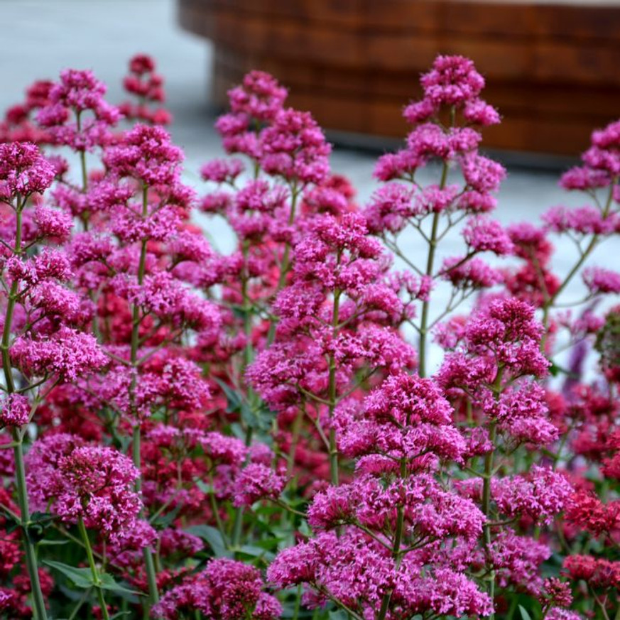 Centranthus ruber Coccineus - Piros sarkantyúvirág