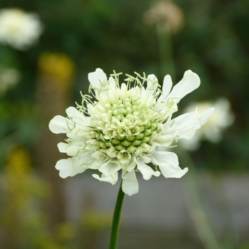Cephalaria gigantea - Óriás fejvirág