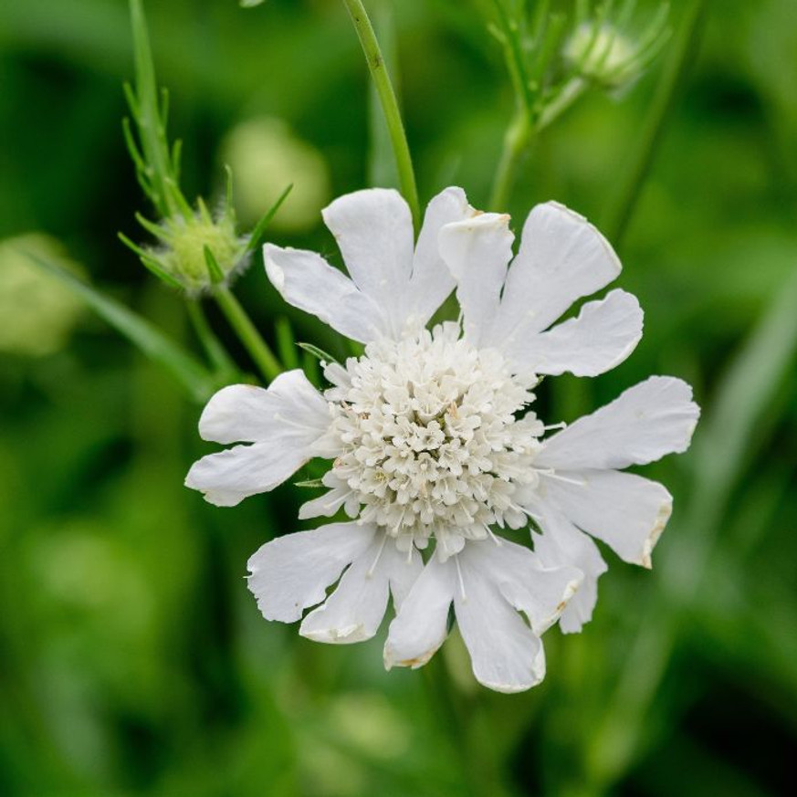 Cephalaria gigantea - Óriás fejvirág Cephalaria gigantea - Óriás fejvirág
