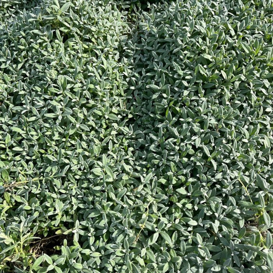 Cerastium tomentosum - Molyhos madárhúr Cerastium tomentosum - Molyhos madárhúr