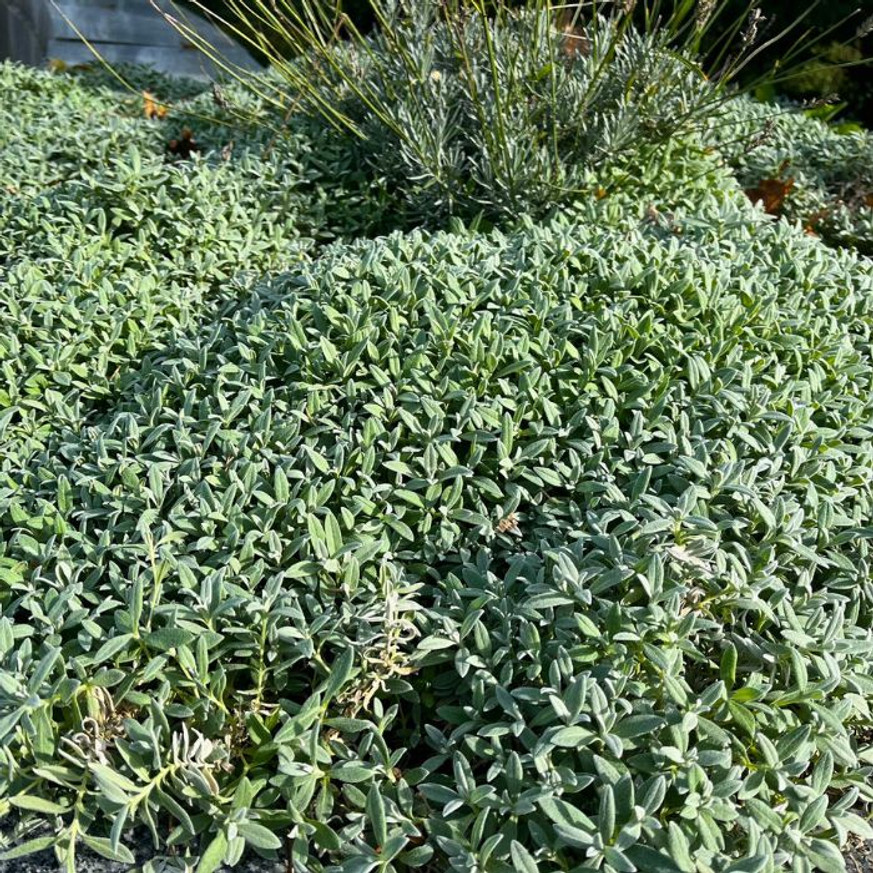 Cerastium tomentosum - Molyhos madárhúr Cerastium tomentosum - Molyhos madárhúr