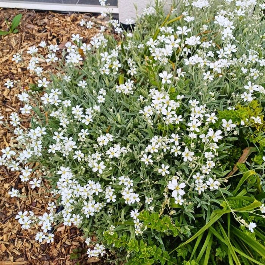Cerastium tomentosum - Molyhos madárhúr Cerastium tomentosum - Molyhos madárhúr