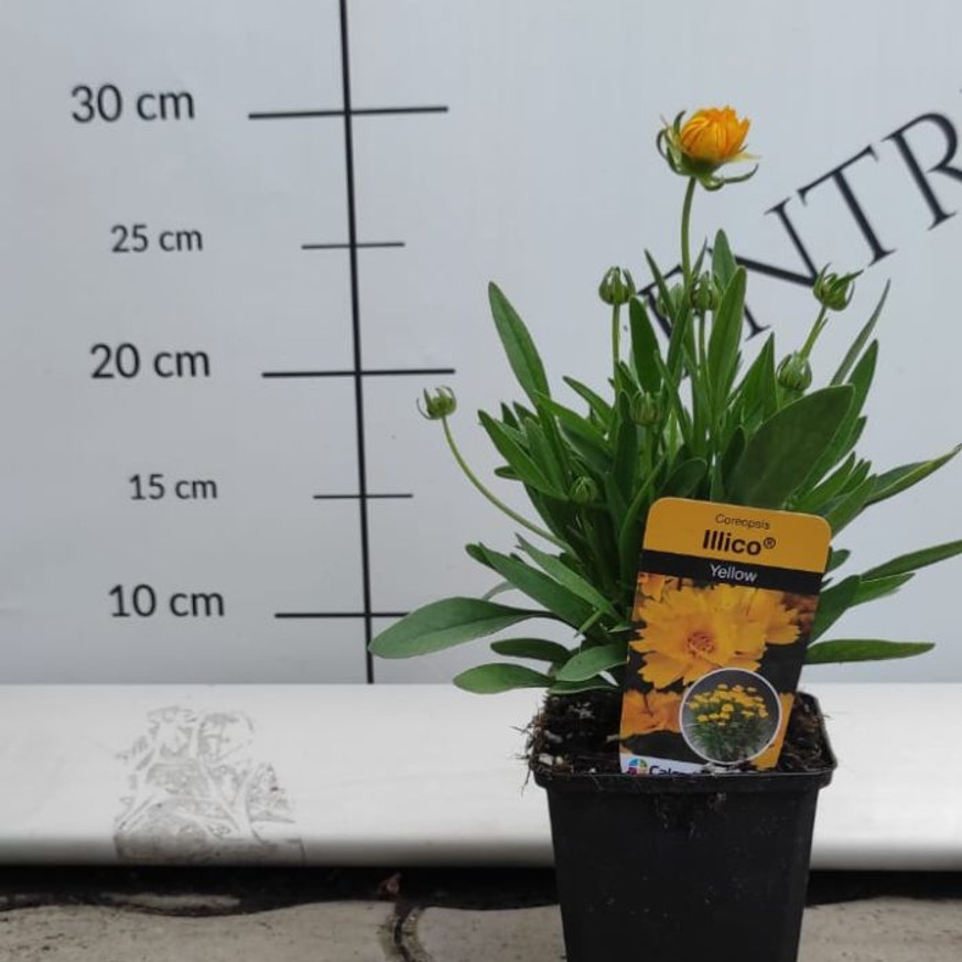 Coreopsis grandiflora - Nagyfészkű menyecskeszem Coreopsis grandiflora - Nagyfészkű menyecskeszem