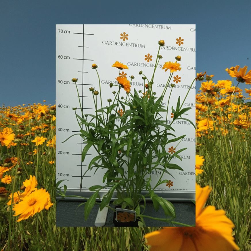 Coreopsis grandiflora - Nagyfészkű menyecskeszem Coreopsis grandiflora - Nagyfészkű menyecskeszem