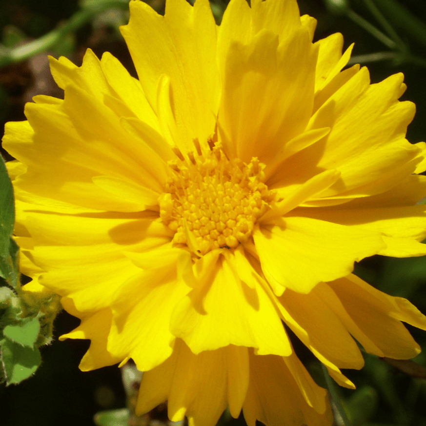 Coreopsis grandiflora - Nagyfészkű menyecskeszem