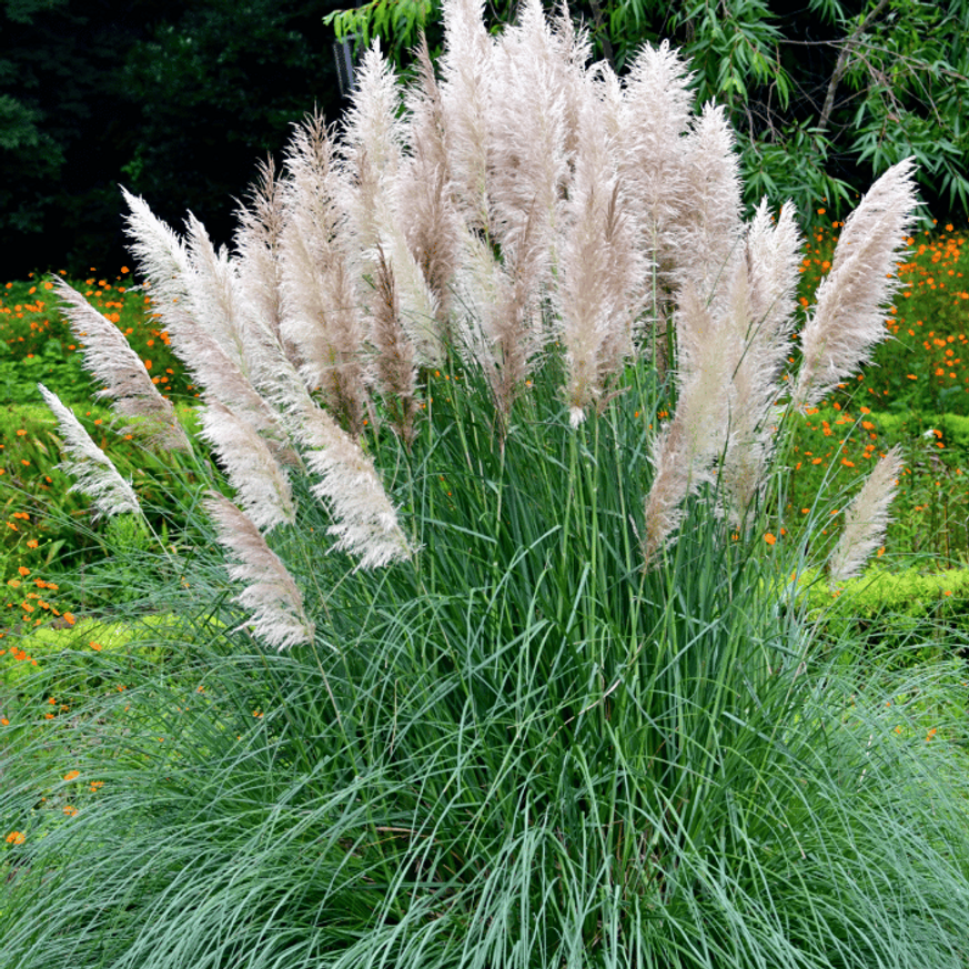 Cortaderia selloana - Fehér pampafű