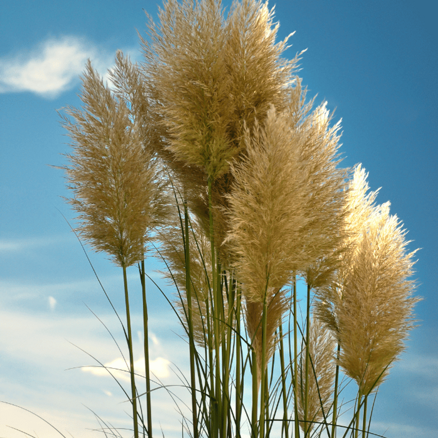 Cortaderia selloana - Fehér pampafű