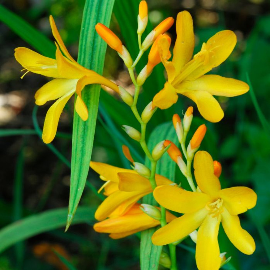 Crocosmia sp. - Sárga virágú sáfrányfű Crocosmia sp. - Sárga virágú sáfrányfű