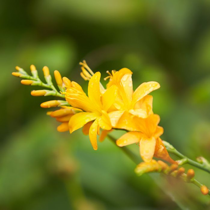 Crocosmia sp. - Sárga virágú sáfrányfű Crocosmia sp. - Sárga virágú sáfrányfű