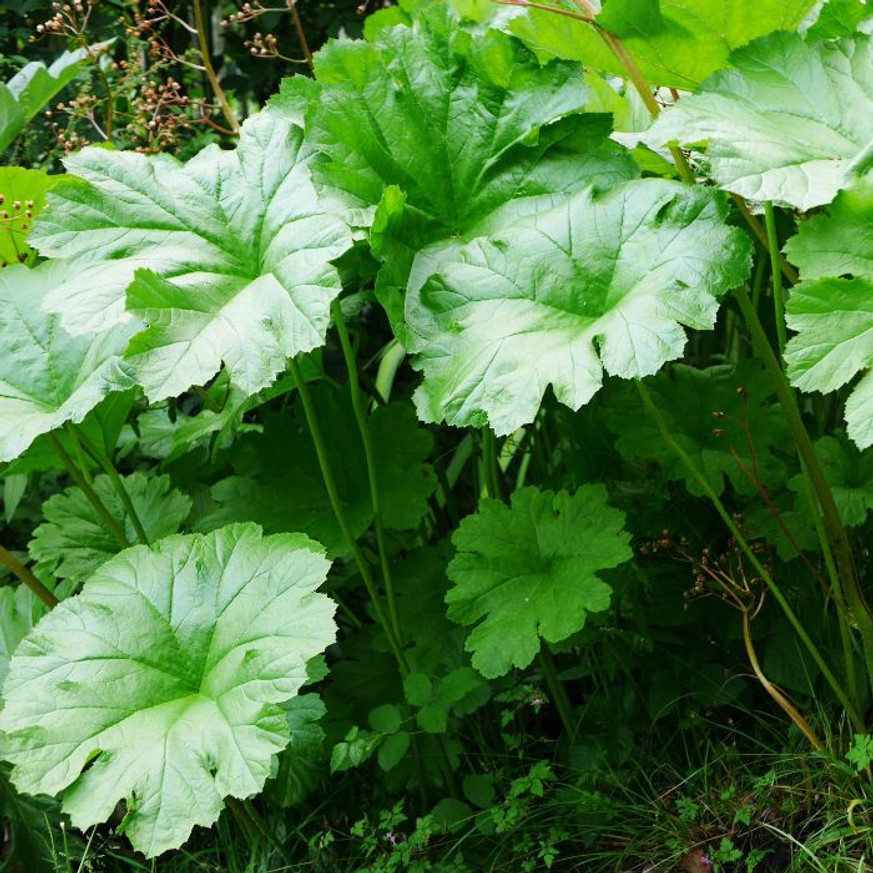 Darmera peltata K2 - Pajzslevél
