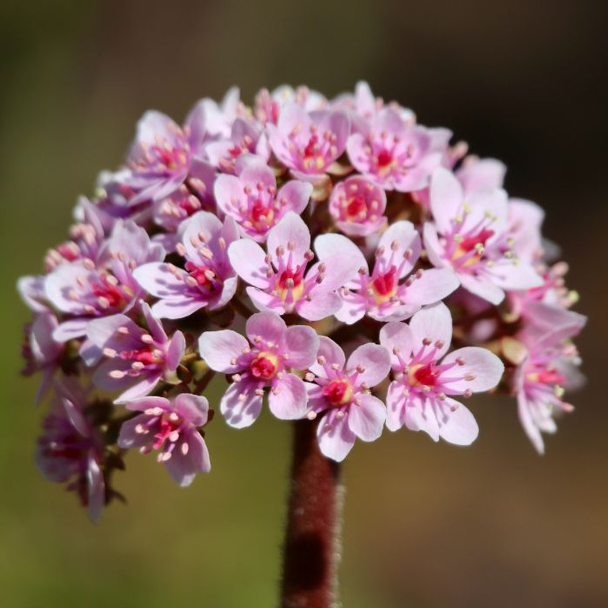 Darmera peltata K2 - Pajzslevél Darmera peltata K2 - Pajzslevél