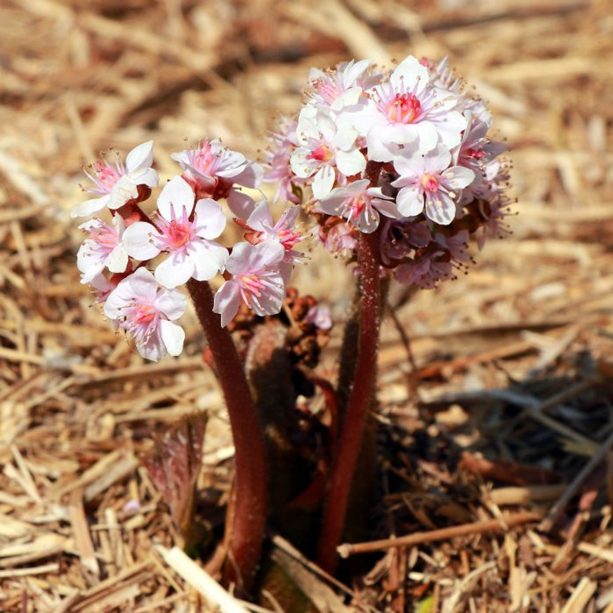 Darmera peltata K2 - Pajzslevél Darmera peltata K2 - Pajzslevél