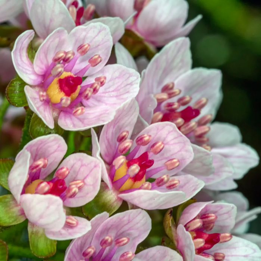 Darmera peltata K2 - Pajzslevél Darmera peltata K2 - Pajzslevél