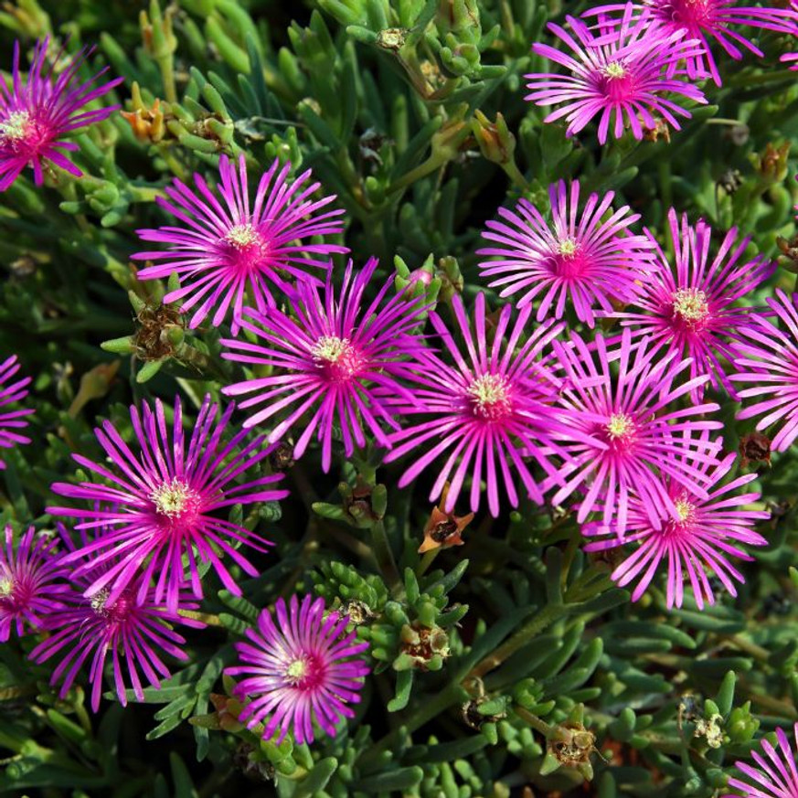 Delosperma cooperi - Bíborvörös délvirág