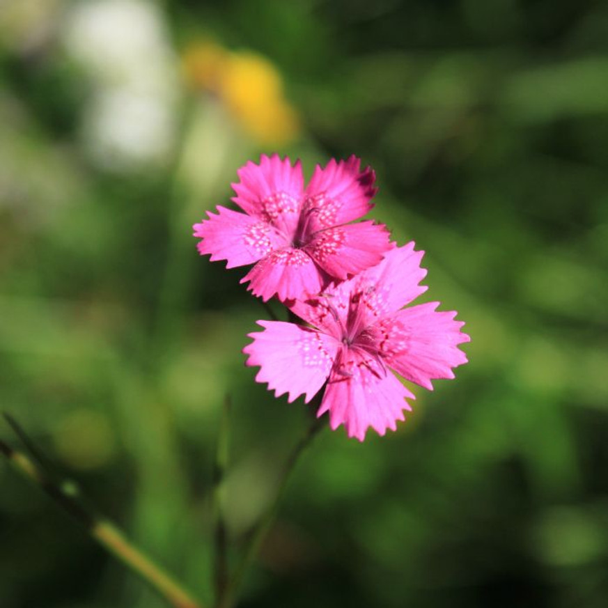 Dianthus carthusianorum CS9 - Barátszegfű