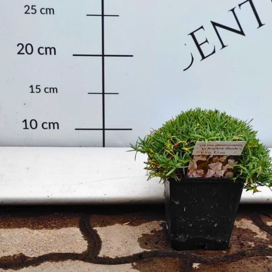 Dianthus gratianopolitanus CS9 - Fehér pünkösdi szegfű