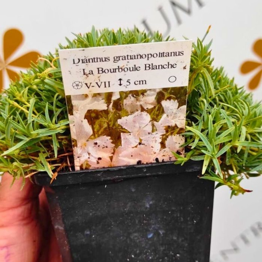 Dianthus gratianopolitanus CS9 - Fehér pünkösdi szegfű