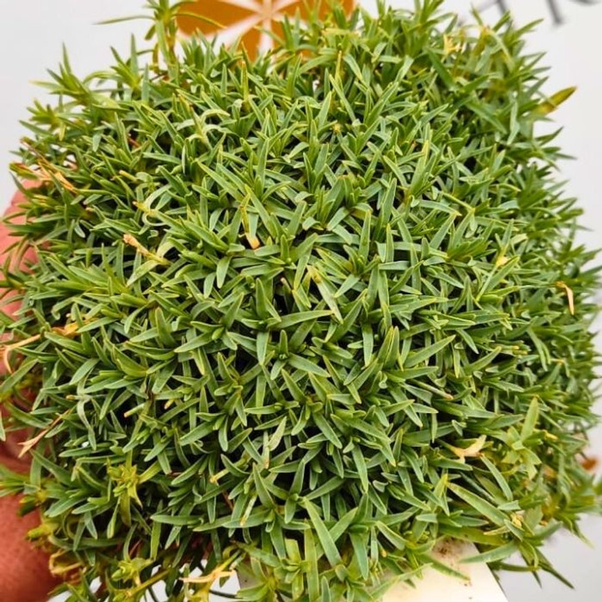 Dianthus gratianopolitanus CS9 - Fehér pünkösdi szegfű